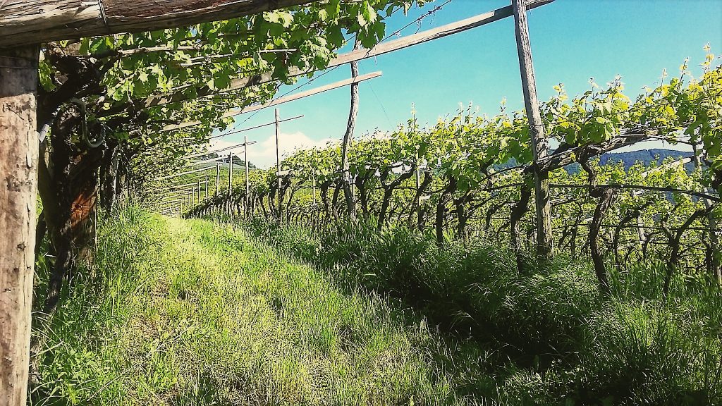 Vigne in val di Cembra