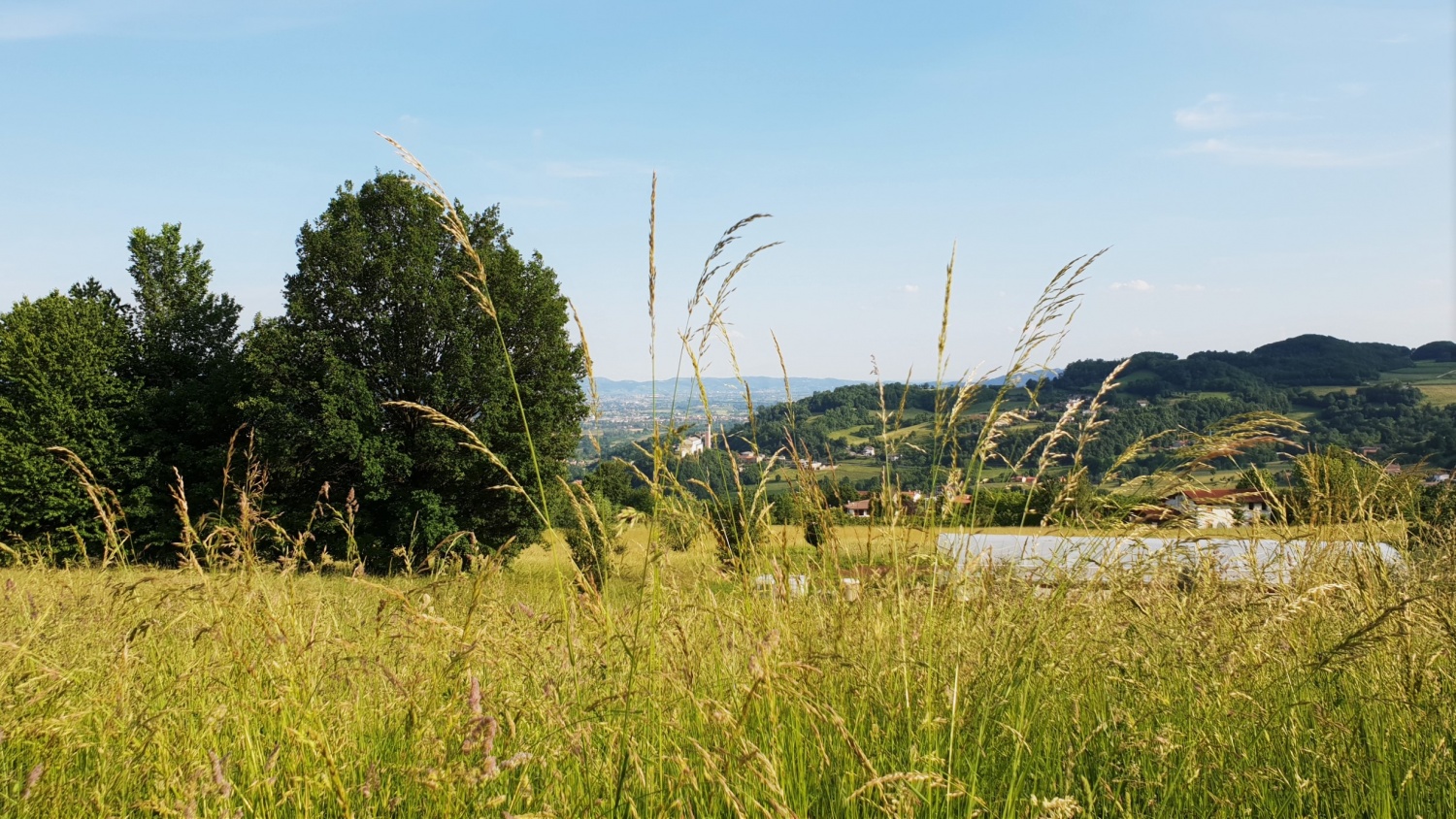 paesaggio con spighe alto vicentino